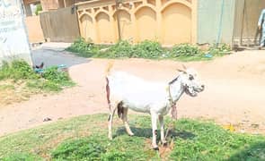 urgent for sall