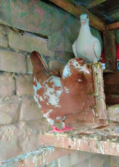 king pigeon