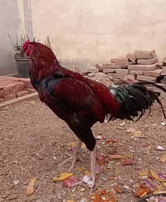 Aseel