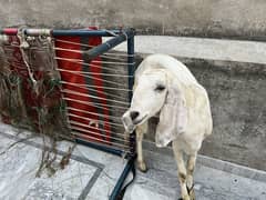 Qurbani
