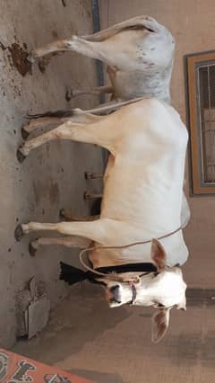 2 Dant Bachri 150KG in white colour.