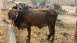 pure sahiwal nasal