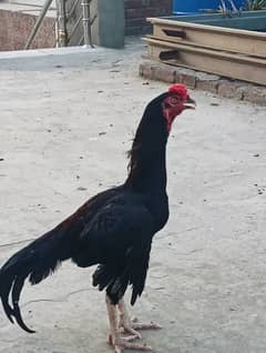 aseel hen