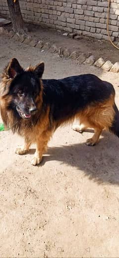 German shepherd long Court 03356478431