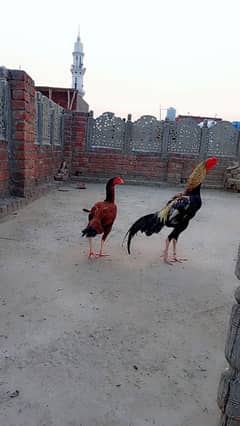 male and female big size