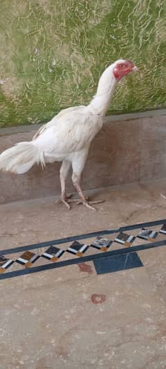 Paper White Heera Male & Female