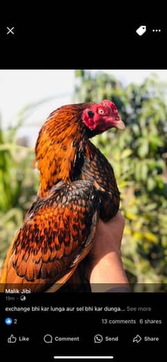 aseel murga