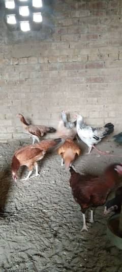 pure desi Aseel hens for sale