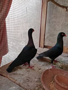Black Danish Pair for sell 03330401454