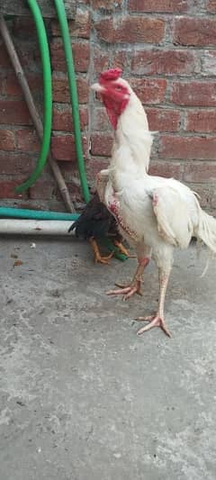 aseel Heera murga