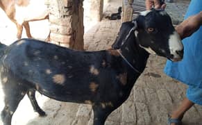 Bakra