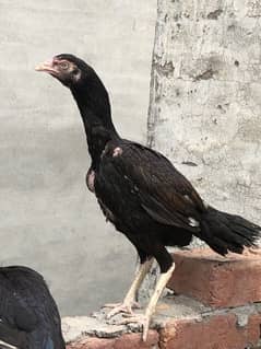 Ghr