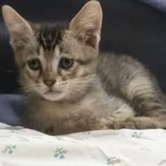 cat/pets/animals/cats