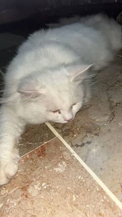 I am selling my Persian male cat
