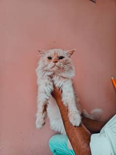 Persian Cat