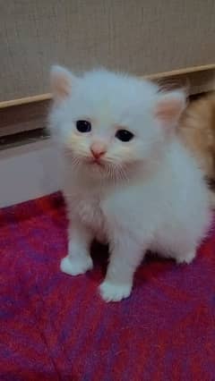 Persian kittens