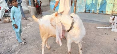 Gulabi