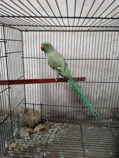Ringnack tota mal for sale