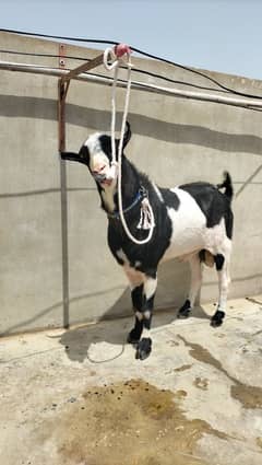 gulabi abluck teddy breeder