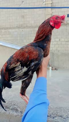 murgha