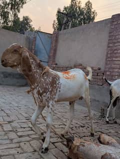 QURBANI KY BAKRY FOR SALE