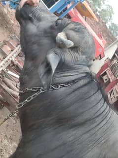 Katta for Qurbani