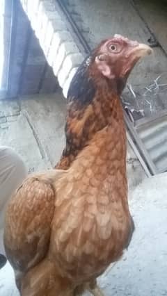 aseel murghi 18 months for sale
