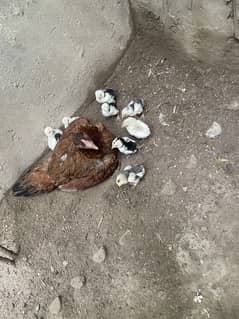 Shamo cross aseel chicks with mother for sale