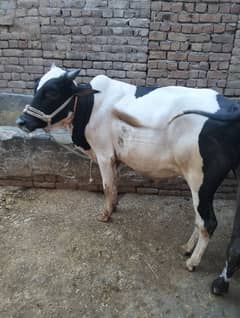 desi