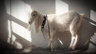 Goat | Goat Kid Female | 2.5 months active and healthy