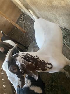 House Fed healthy goats