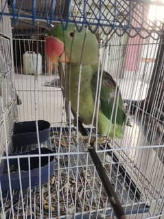 green parrot for sale