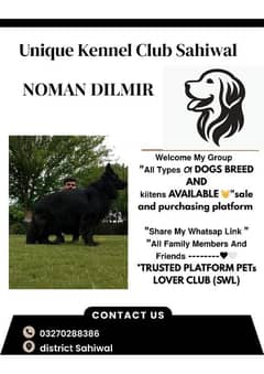 all dogs breeds are available German shepherd, Labrador,shitzu ,pug ,