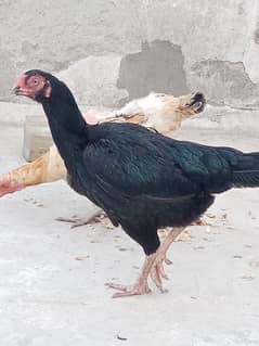 Aseel murgi