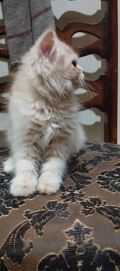 American Brown kitten