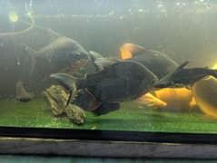 paccu fish pair size more then 1 feet