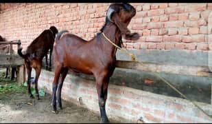 bakra for sale qurbani 2025