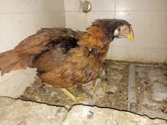 Aseel Birds Available