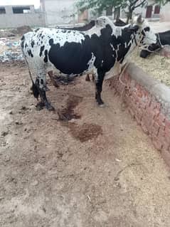 qurbani k Wacha ha