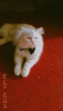 Male Available For Cross