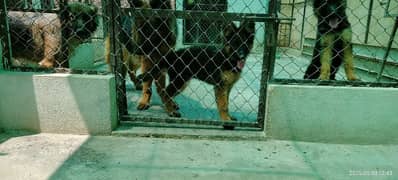 Long Coat German shepherd