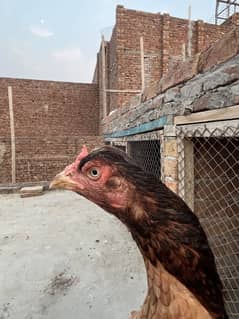 چنڈور پٹھیاں پٹھے