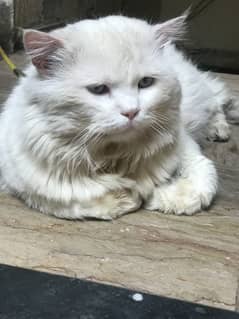Triple coat