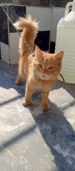 Male Persian cat