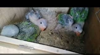 raw parrot