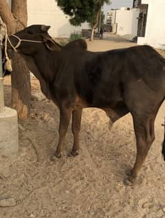Black jori for sale 2nu bachry hain