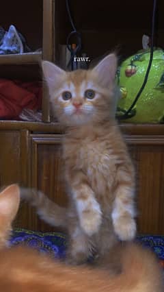 persian kittens tiger print