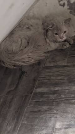 persian tripple coat doll face male cat contact on whatsapp