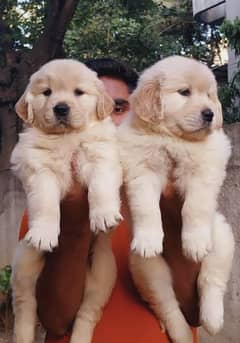 golden retriever 03198435459