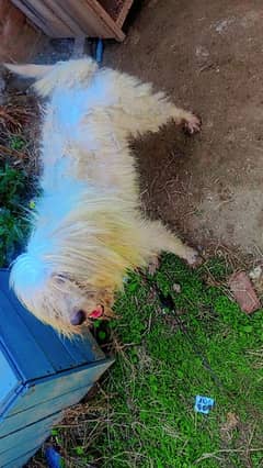 Russian poodle